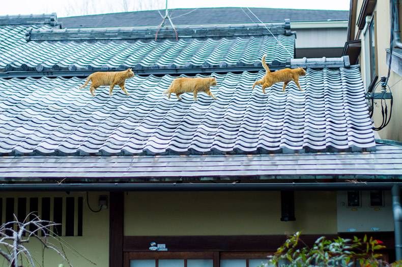 Gewoon een verzameling hilarische foto's #1089