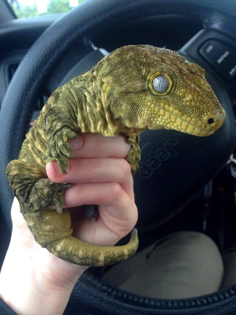 Gewoon een verzameling hilarische foto's #778