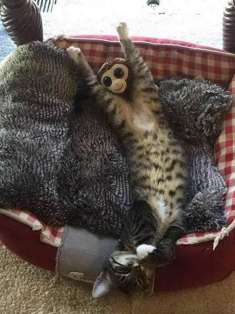 Gewoon een verzameling hilarische foto's #1159