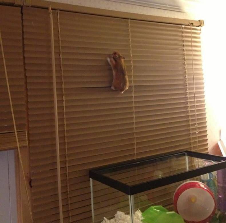 Gewoon een verzameling hilarische foto's #1128