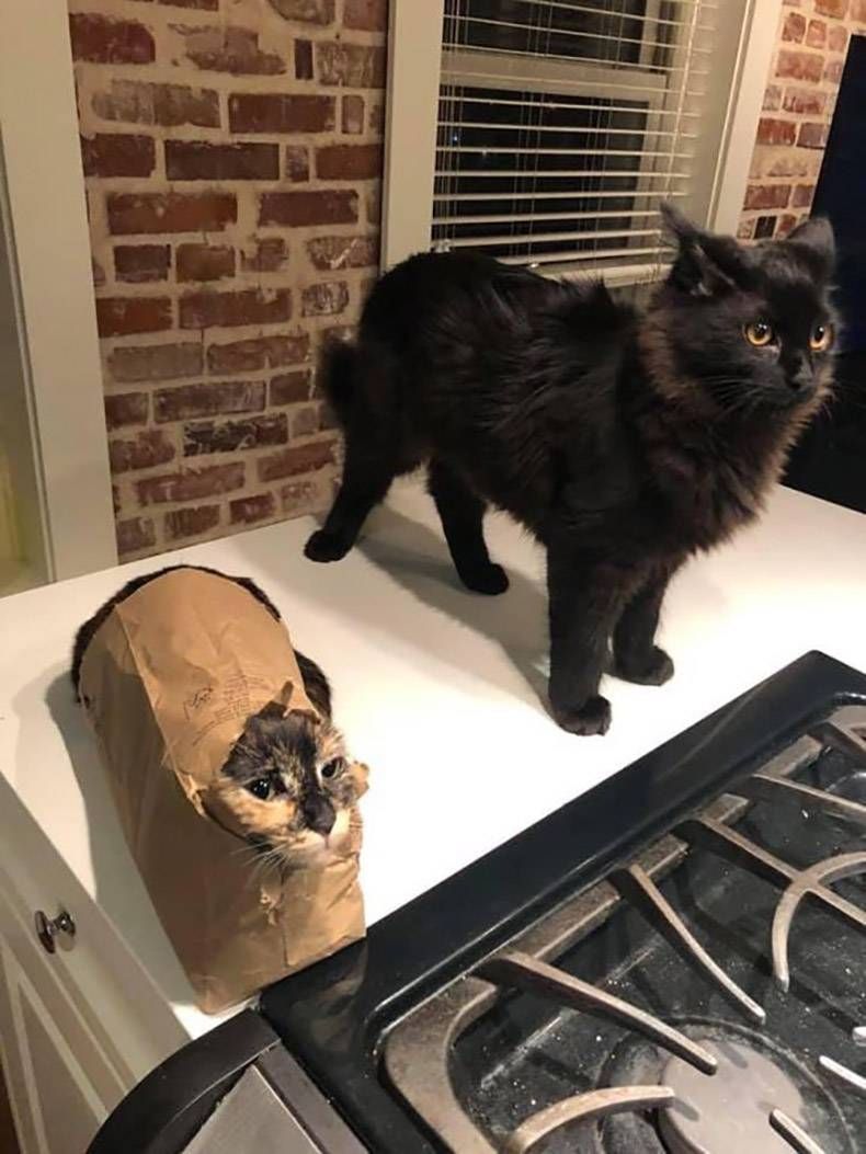 Gewoon een verzameling hilarische foto's #1089