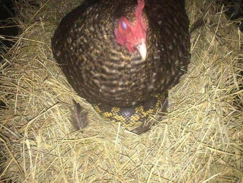 Gewoon een verzameling hilarische foto’s #847