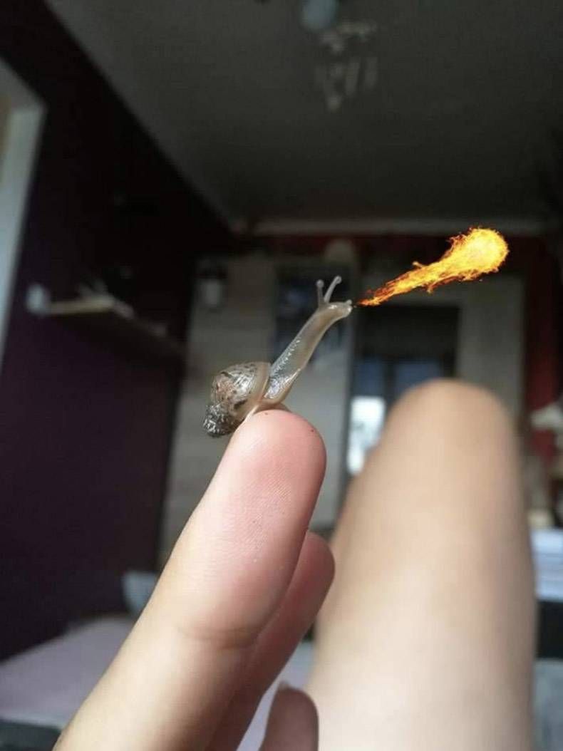 Gewoon een verzameling hilarische foto's #1128