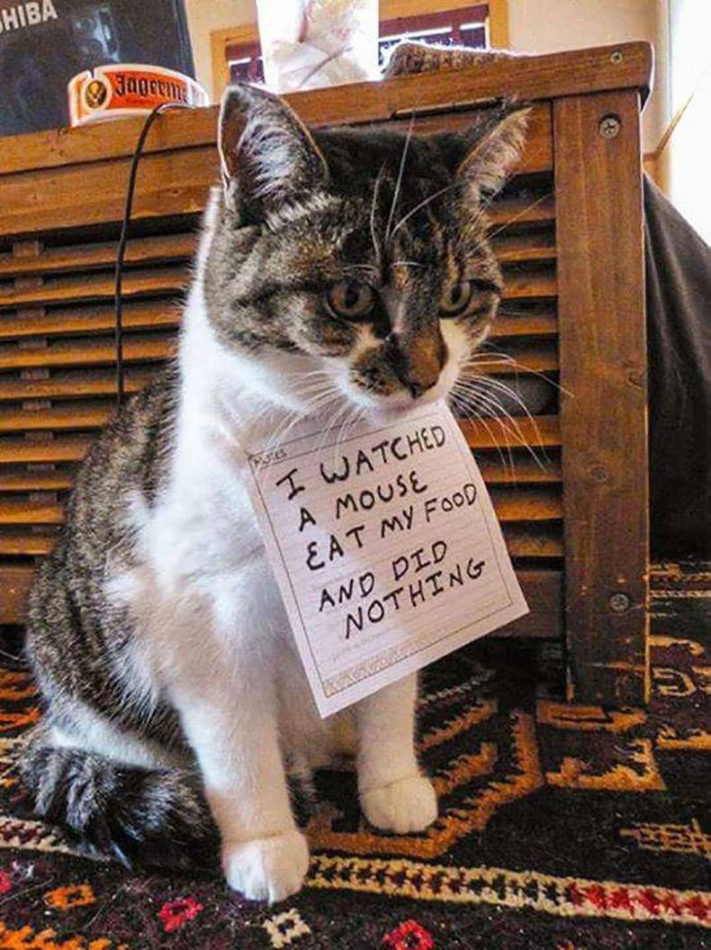 Gewoon een verzameling hilarische foto's #999