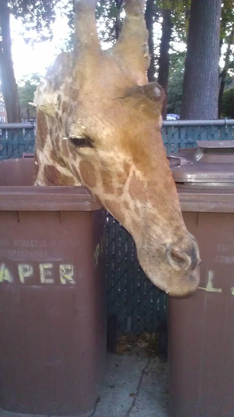 Gewoon een verzameling hilarische foto's #725