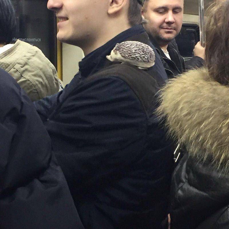 Gewoon een verzameling hilarische foto’s #1107