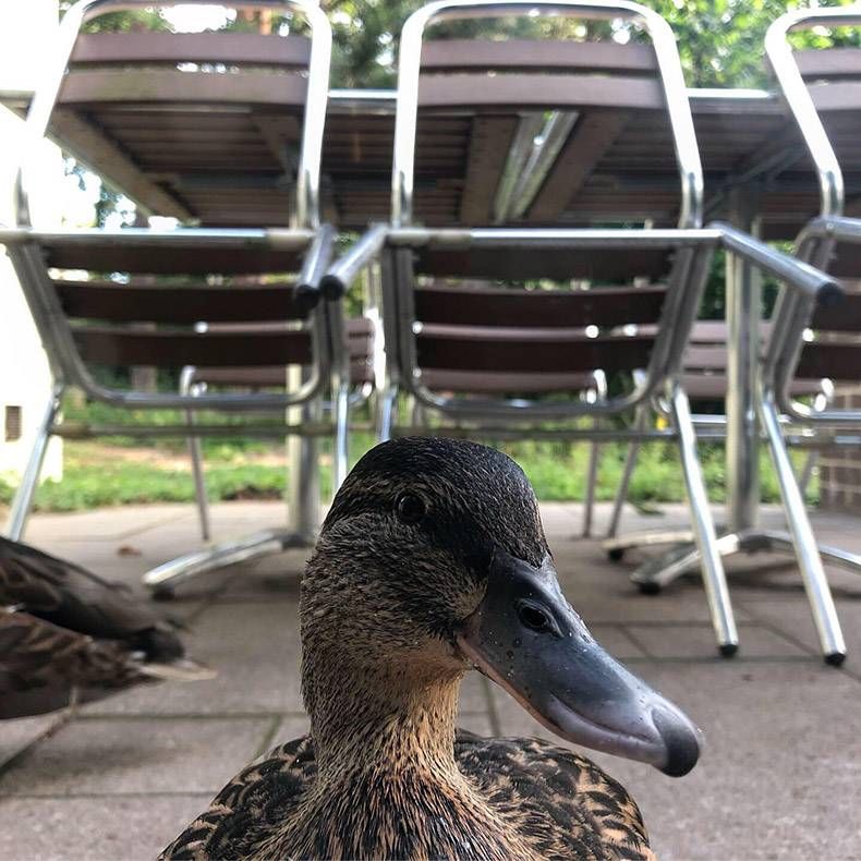 Gewoon een verzameling hilarische foto's #1168