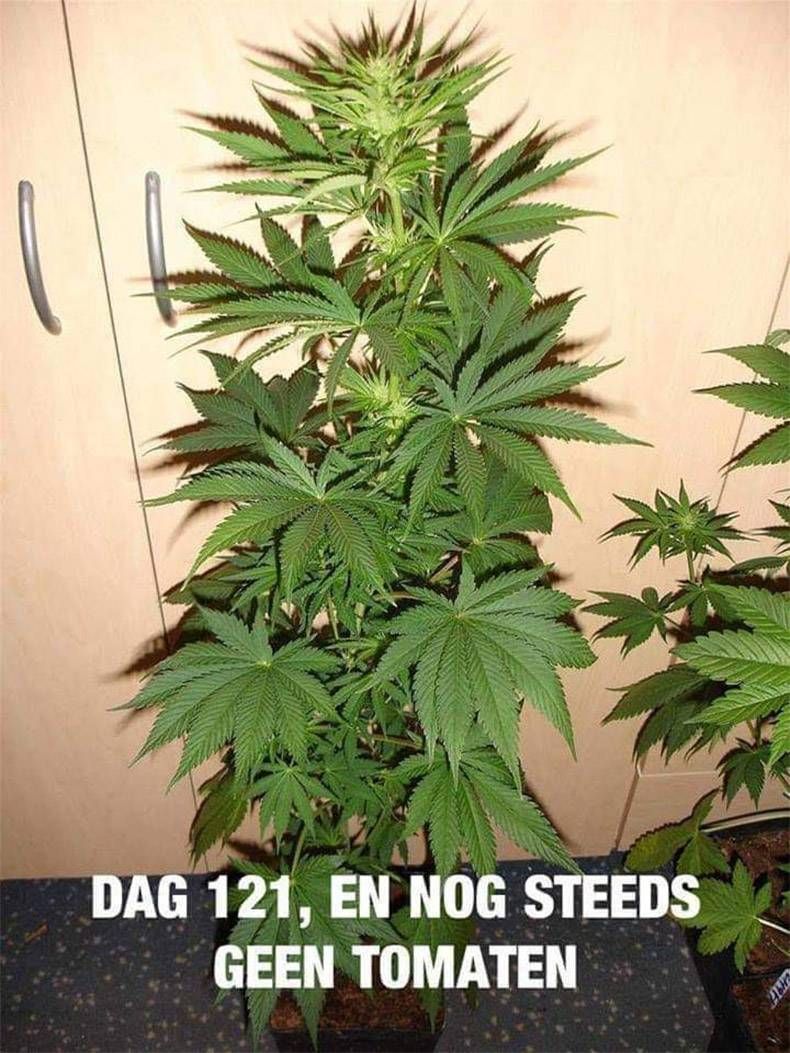 Gewoon een verzameling hilarische foto's #1096