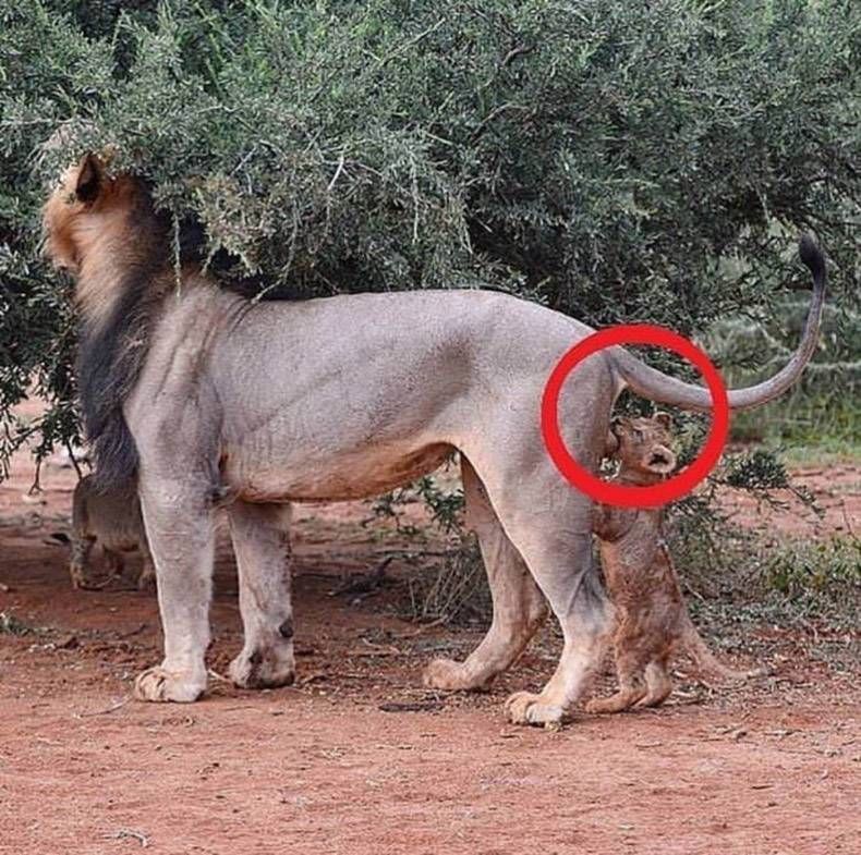 Gewoon een verzameling hilarische foto’s #921