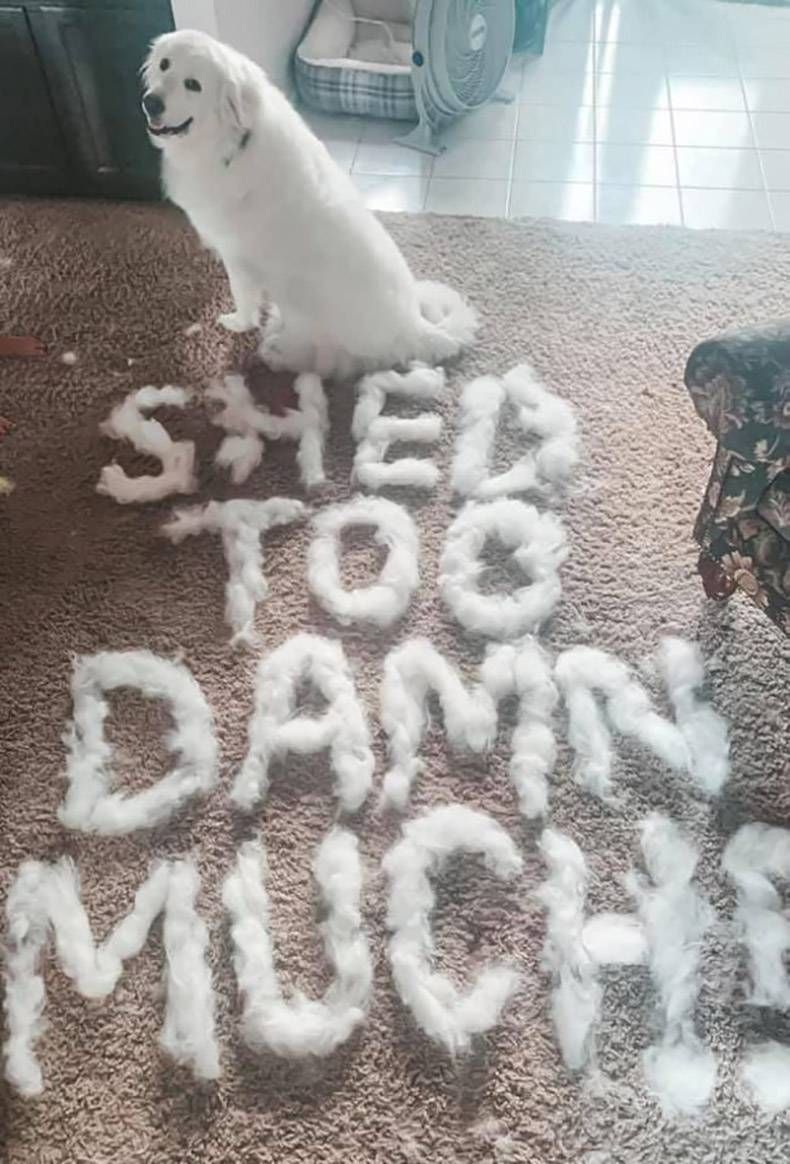 Gewoon een verzameling hilarische foto's #1152