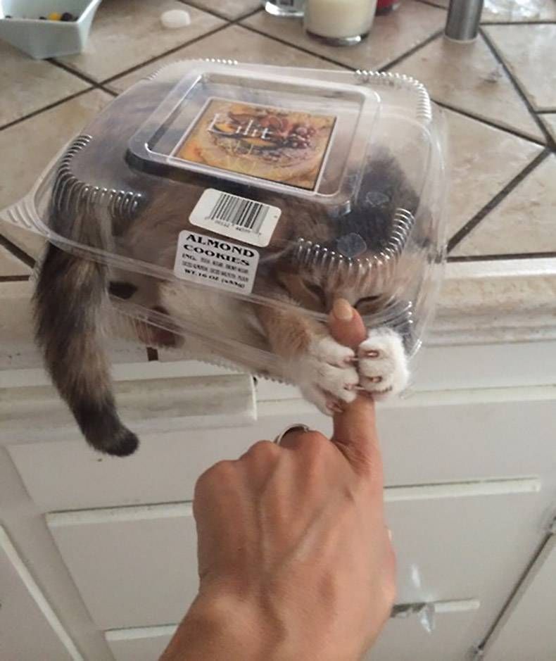 Gewoon een verzameling hilarische foto's #756