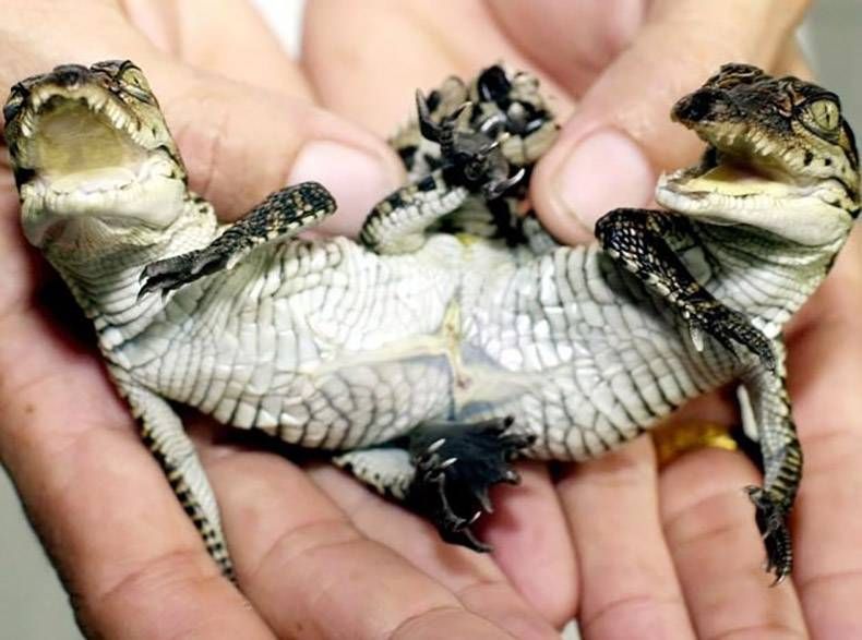 Gewoon een verzameling hilarische foto's #862