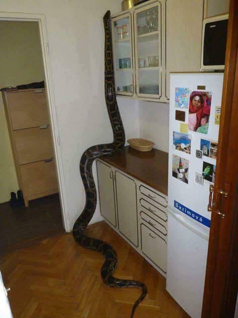 Gewoon een verzameling hilarische foto's #955