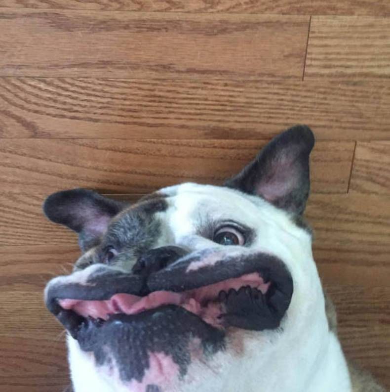 Gewoon een verzameling hilarische foto's #747