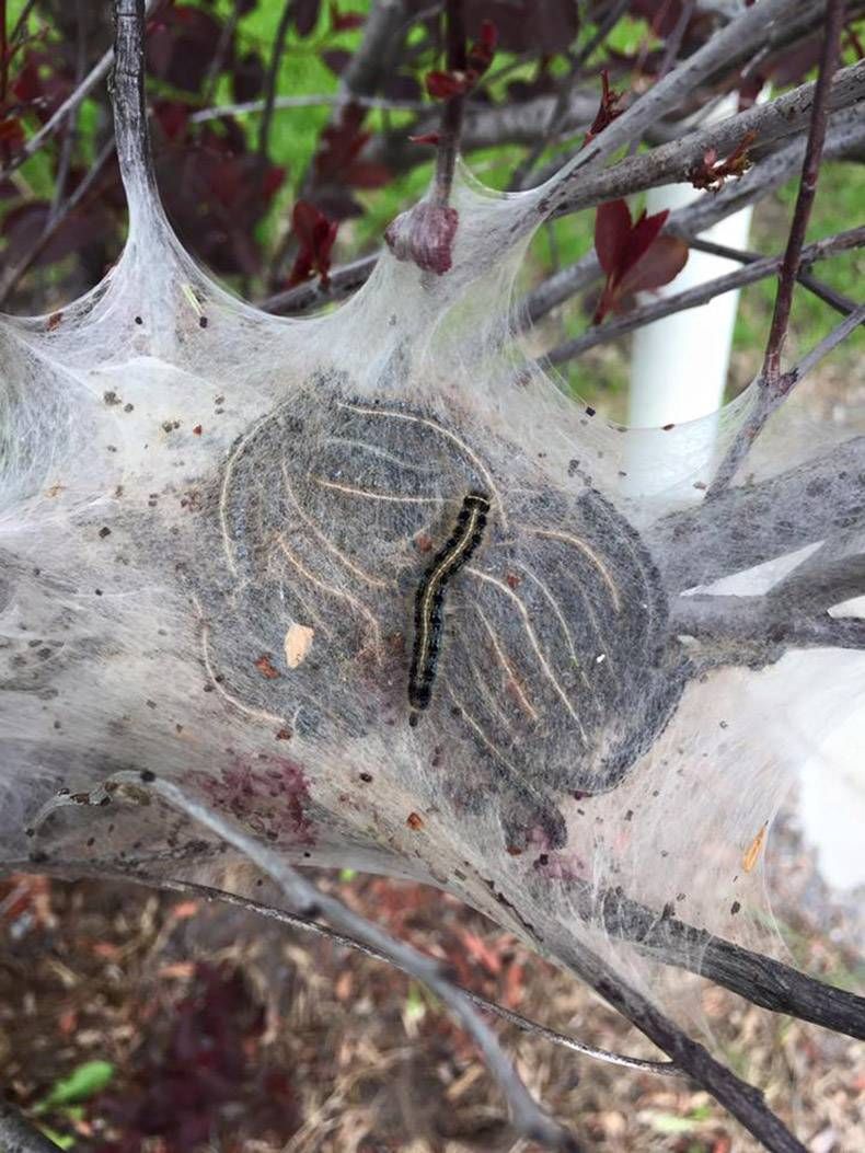 Gewoon een verzameling hilarische foto's #823