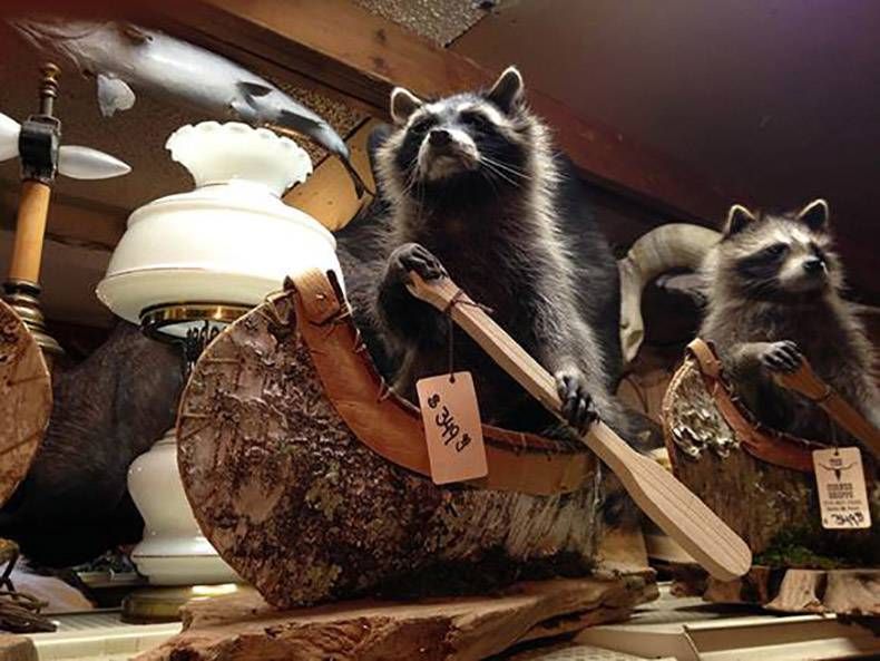 Gewoon een verzameling hilarische foto's #823