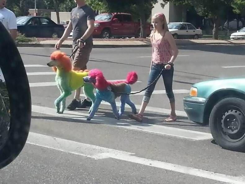 Gewoon een verzameling hilarische foto's #1089