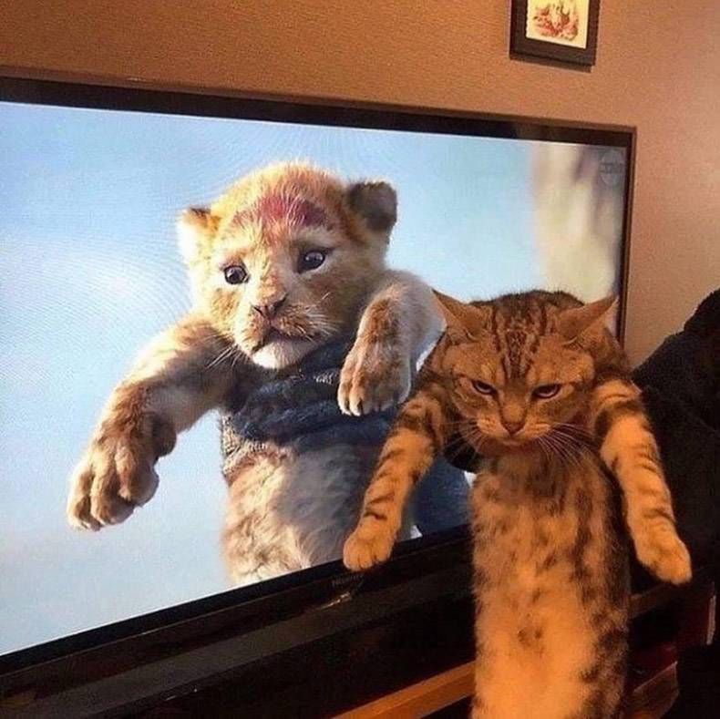 Gewoon een verzameling hilarische foto's #1096