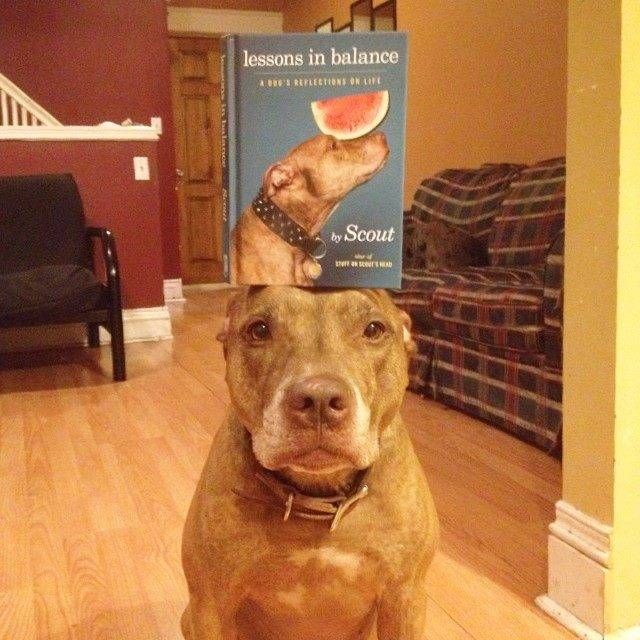 Gewoon een verzameling hilarische foto's #741