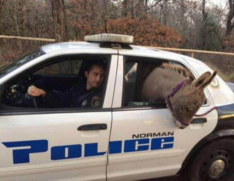 Gewoon een verzameling hilarische foto’s #1107