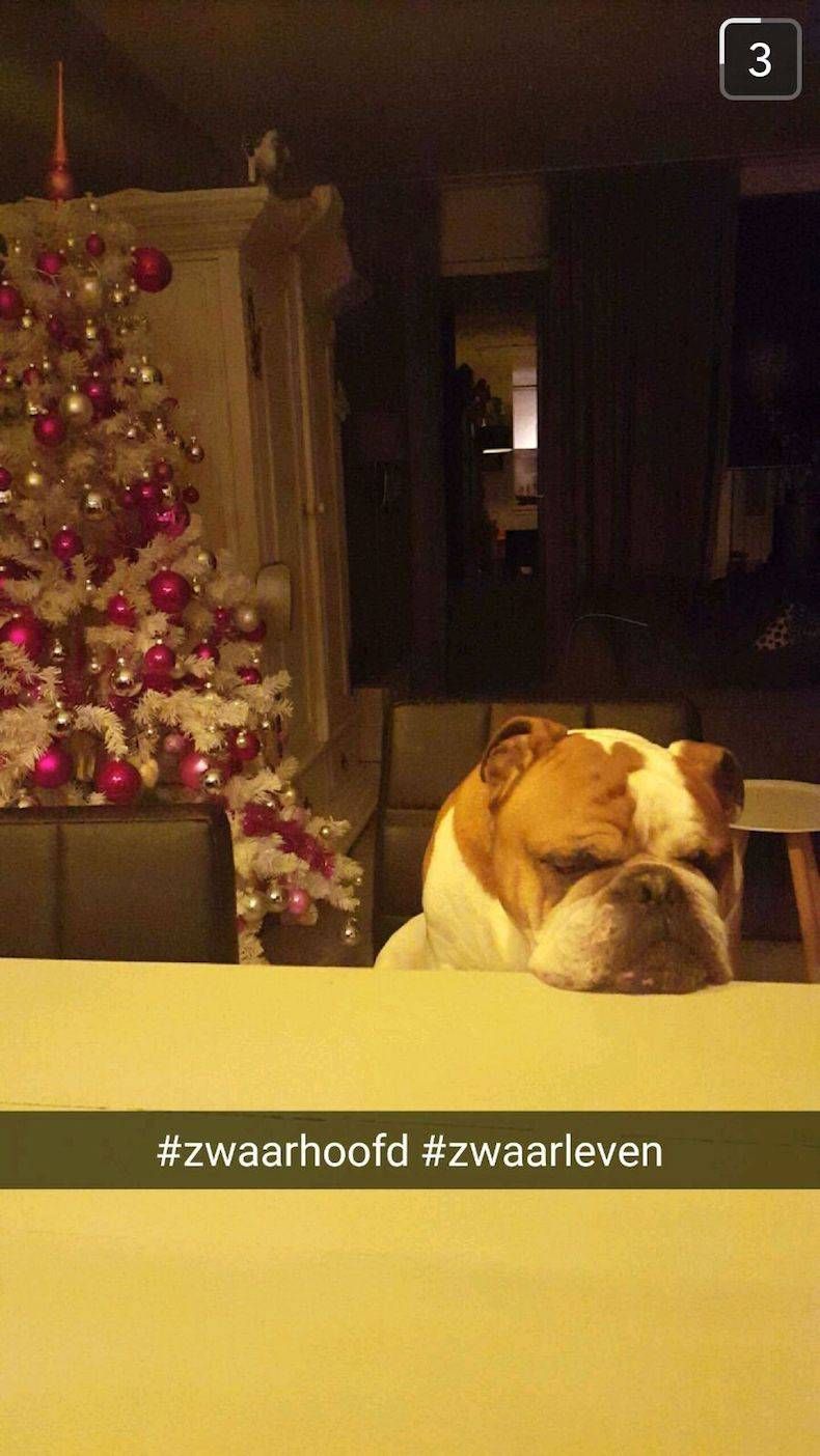 Gewoon een verzameling hilarische foto's #747