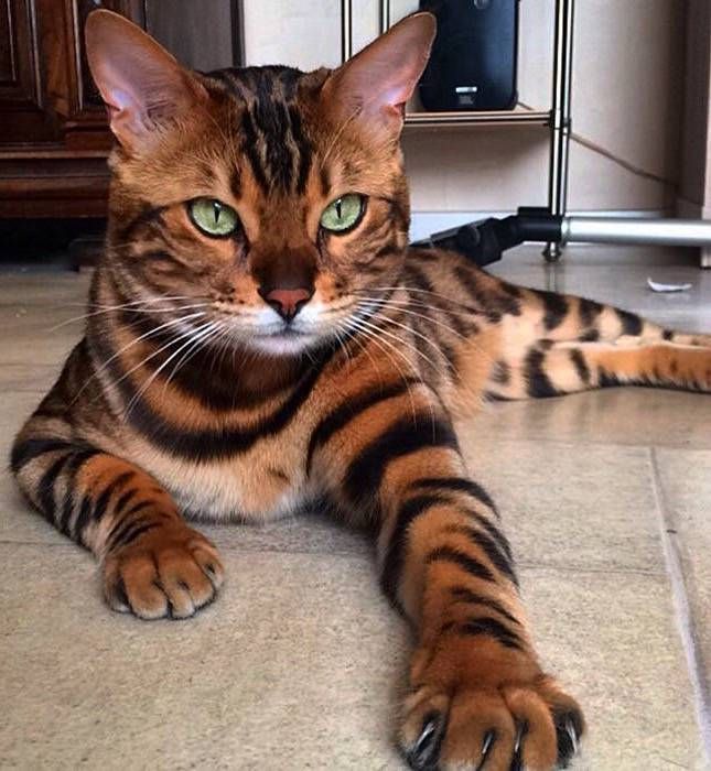 Gewoon een verzameling hilarische foto's #741