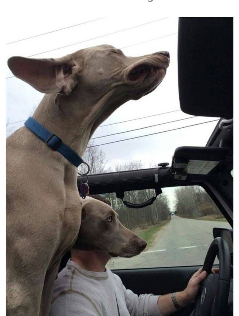 Gewoon een verzameling hilarische foto's #745