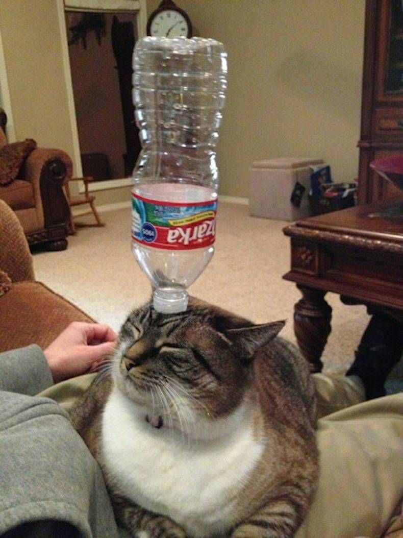 Gewoon een verzameling hilarische foto's #747