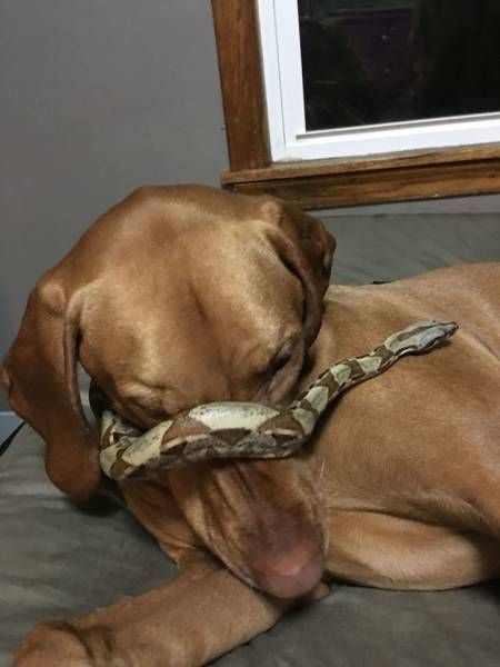 Gewoon een verzameling hilarische foto's #741