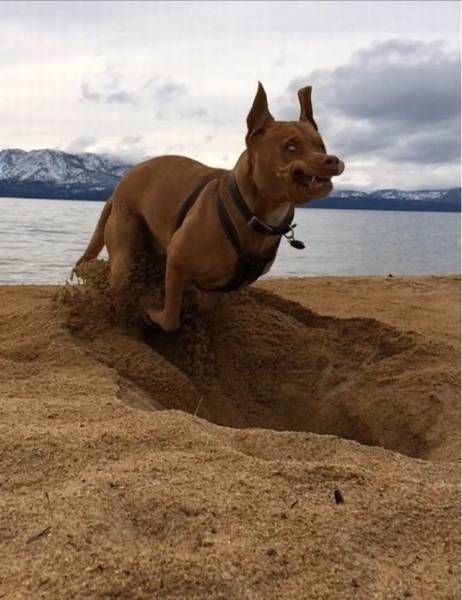 Gewoon een verzameling hilarische foto's #741