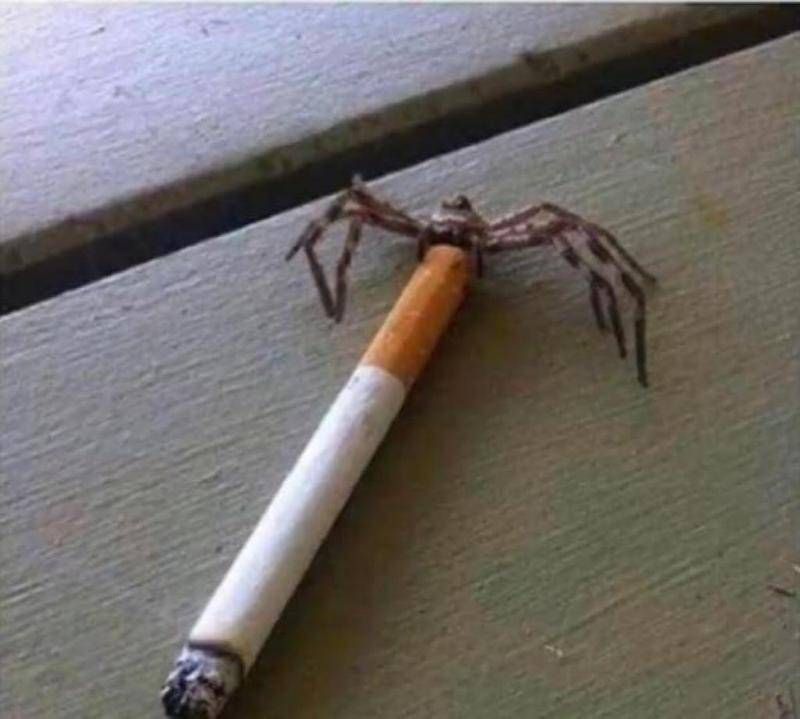 Gewoon een verzameling hilarische foto’s #1107