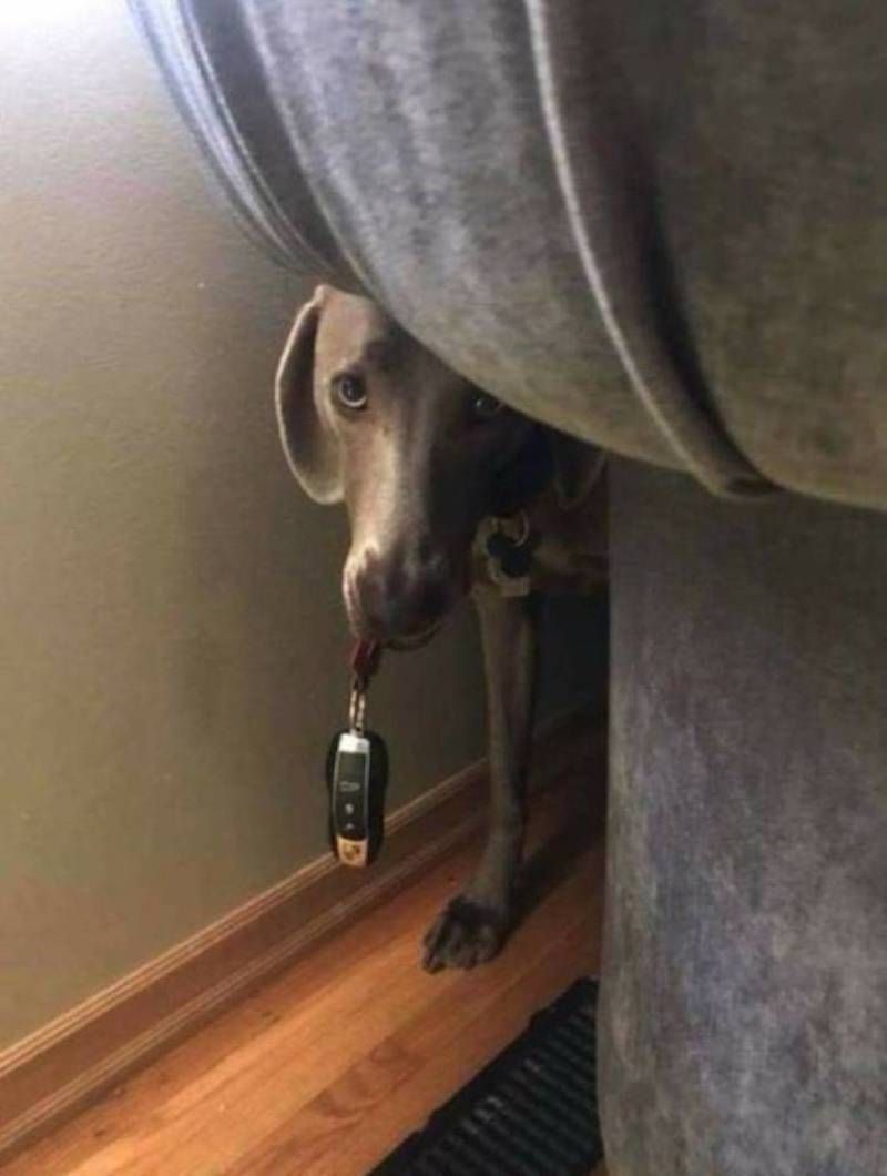 Gewoon een verzameling hilarische foto’s #1107