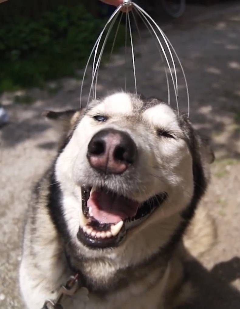 Gewoon een verzameling hilarische foto's #747