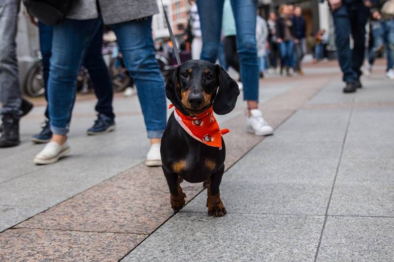 Gewoon wat foto's van Koningsdag 2018 in Den Bosch