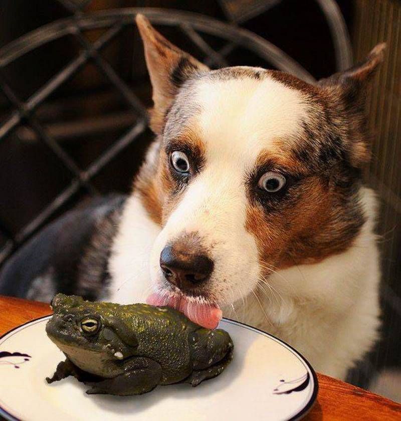 Gewoon een verzameling hilarische foto’s #1111