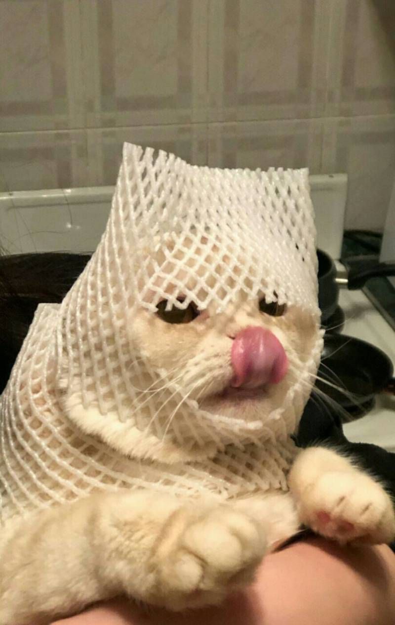 Gewoon een verzameling hilarische foto’s #1111