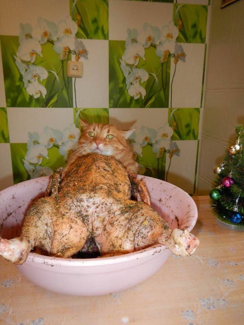 Gewoon een verzameling hilarische foto’s #1111