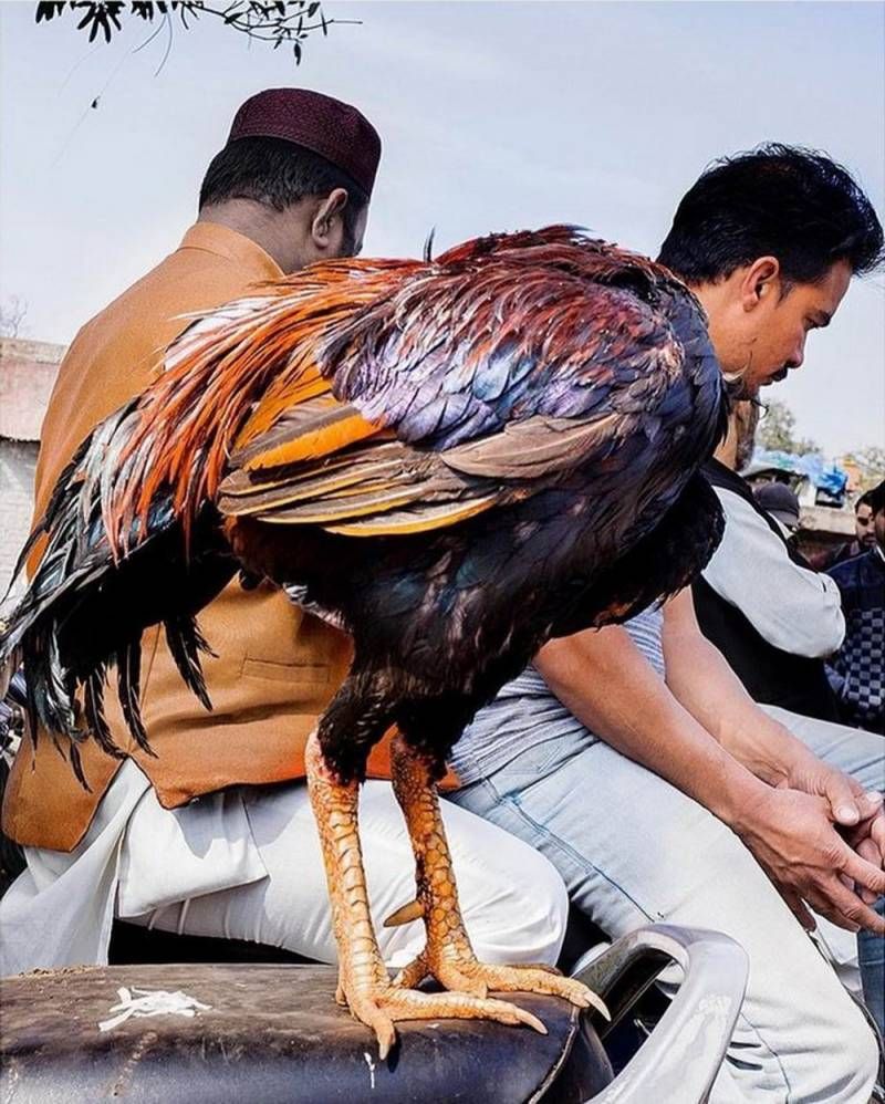 Gewoon een verzameling hilarische foto’s #1111