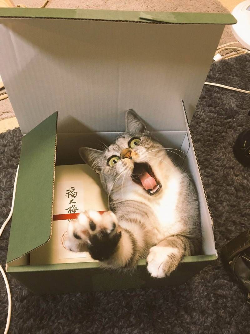 Gewoon een verzameling hilarische foto’s #1111