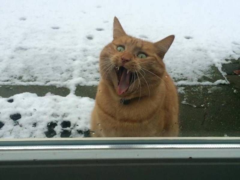 Gewoon een verzameling hilarische foto’s #948