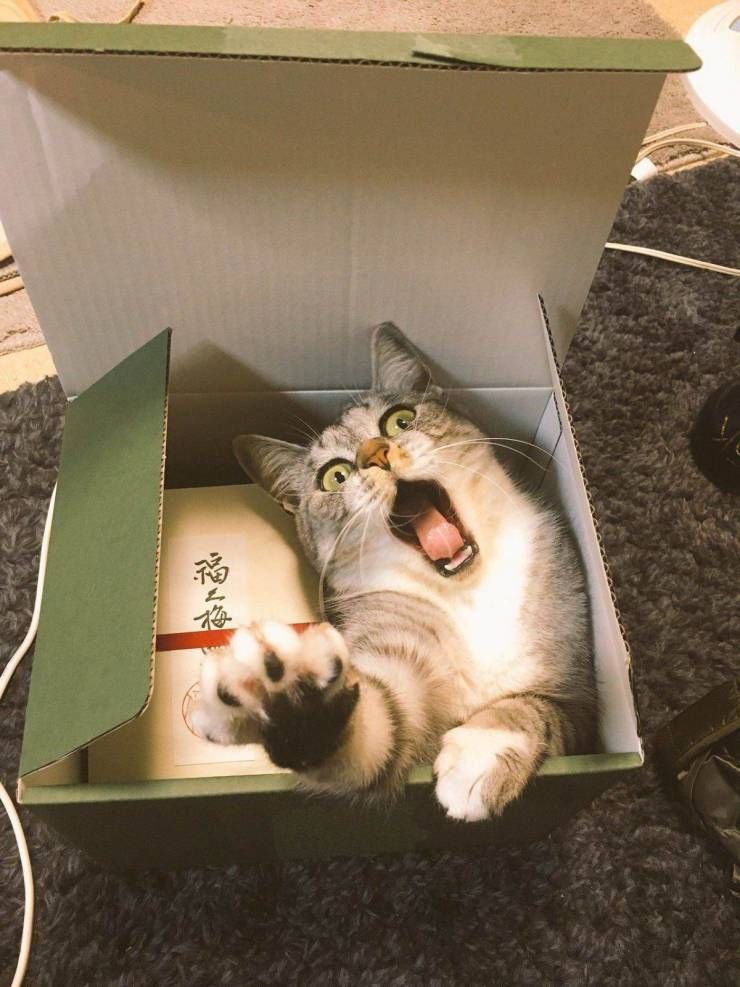 Gewoon een verzameling hilarische foto’s #1111