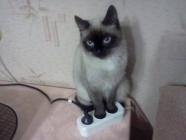 Gewoon een verzameling hilarische foto’s #792