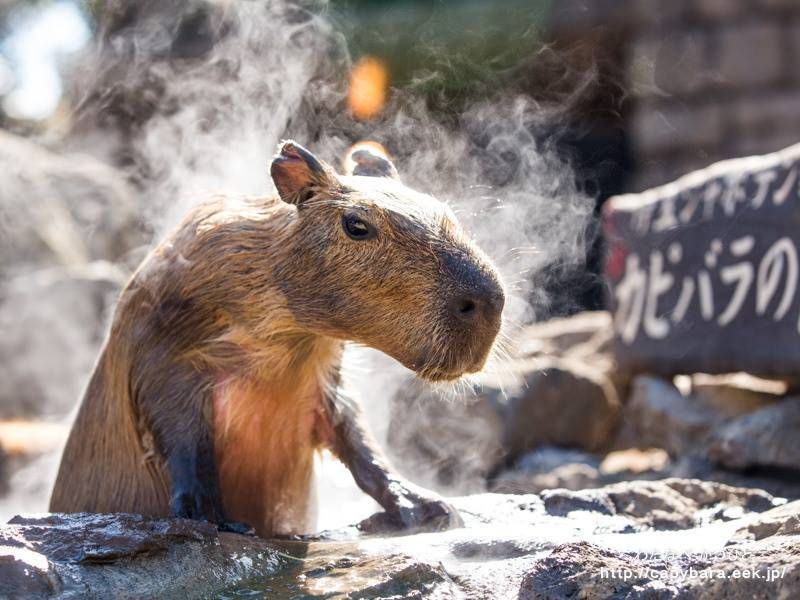 Gewoon een verzameling hilarische foto’s #792