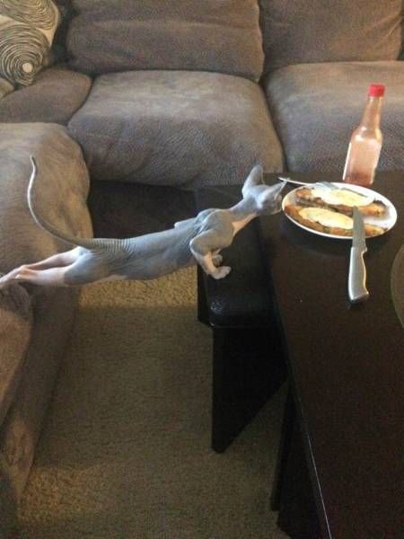 Gewoon een verzameling hilarische foto’s #792