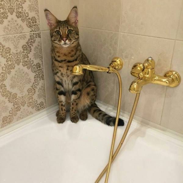 Gewoon een verzameling hilarische foto’s #792