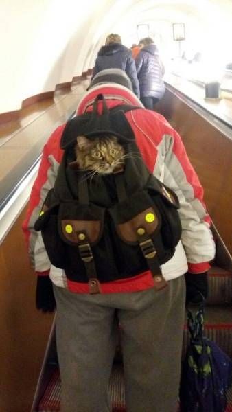 Gewoon een verzameling hilarische foto’s #792