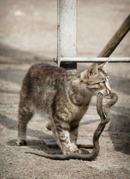 Gewoon een verzameling hilarische foto’s #792