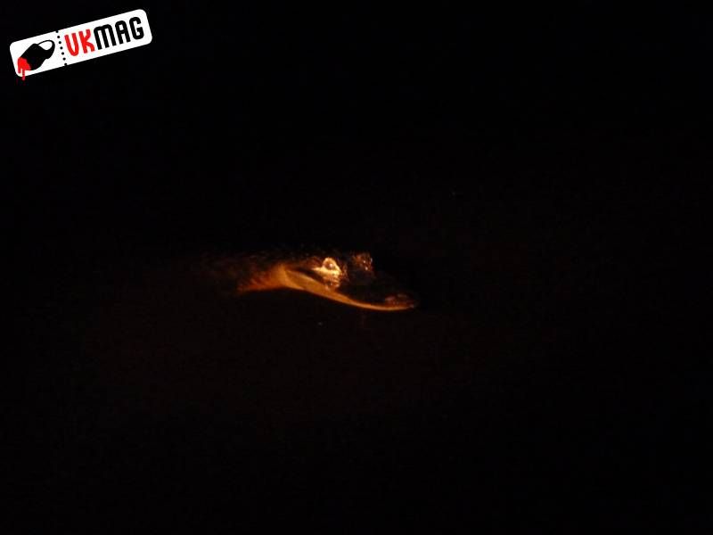 Everglades Red Eye Hunting