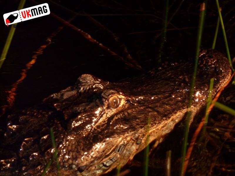 Everglades Red Eye Hunting