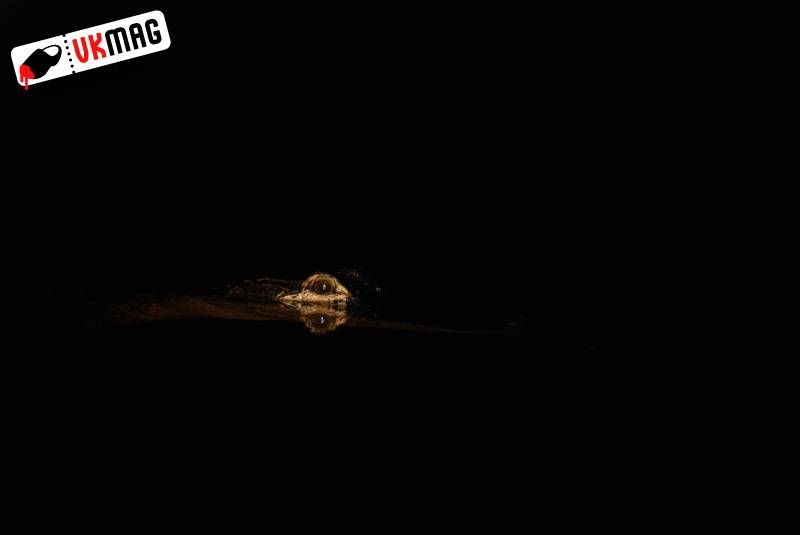 Everglades Red Eye Hunting